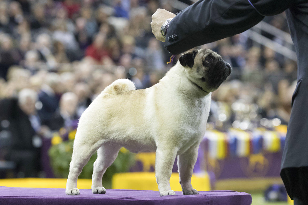 Westminster Dog Show Young Handlers